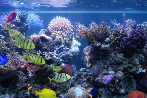 水族箱过滤器哪种好,自制水族箱过滤器图,淘宝水族箱过滤器,水族箱外挂过滤器,鱼缸水族箱过滤器,水族箱过滤器价格,森森水族箱过滤器,水族箱过滤器外置桶,水族箱过滤器制作,自制水族箱过滤器,水族箱顶部过滤器,水族箱外置过滤器,水族箱过滤器安装图,水族箱过滤器安装,水族箱内置过滤